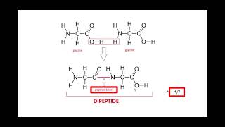 212 Biological Molecules k l m Amino acids and protein structure [upl. by Ahsikan]