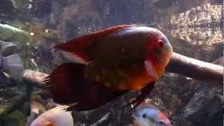 South American Cichlids  Hypselecara temporalis [upl. by Isaacson]