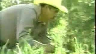 Comercial SEMARNAP  Programa Nacional de Reforestación 3 1999 [upl. by Estey643]