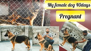 My female dog 40 days pregnant 40 din ki conceive female dog 40 din ki female pregnant ki nishani [upl. by Lanni]