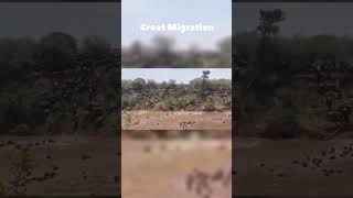 🤩Beautiful The Great Migration shorts viral [upl. by Rebecca503]