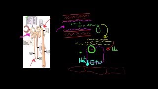 Wtórny transport aktywny w nefronach [upl. by Anilehcim]