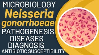 Neisseria gonorrhoeae pathogenesis  Gonorrhoea pathogenesis and microbiology [upl. by Francis]