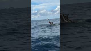 Pelican diving on glass minnows Tampa bay Florida living [upl. by Unders]