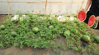 The secret to growing watermelons in recycled sacks for big fruits  Drip Watering from a Bottle [upl. by Ribaudo]