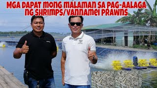 Tips and Techniques sa Pagalaga ng ShrimpVannamei Prawns [upl. by Llezo]