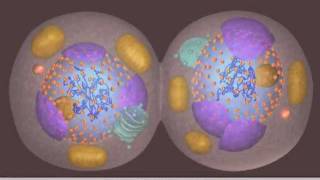 Mitosis [upl. by Anelet]