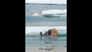 Polar Bears Epic Underwater Chase Seal Escapes… But Not for Long [upl. by Sterner703]