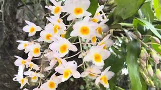 How to grow dendrobium orchid naturally orchidcare assam viral Dendrobium orchid propagation [upl. by Gitt272]