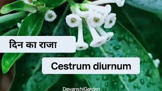 दिन‌ का राजा दिन में खुश्बू देने वाला जैसमिन cestrumdiurnum plant caretipsDay blooming jasmineyt [upl. by Reinertson]