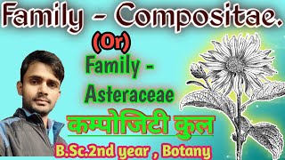 Family  Compositae  Asteraceae Dicot Family  BSc2nd year Botany  by  Prahalad Sir [upl. by Gillmore]