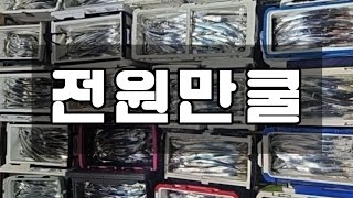 미친 듯이 잡은 내만 갈치 던지면 받아 먹는 필살기 두 쿨러 가능 금호조침 춤추는갈치 [upl. by Niraj423]