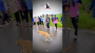 dog res Kolhapur🔥👑 Dog Race  Kolhapur Dog RacingDog Race MaharashtraDog Race kolhapur shorts [upl. by Nivanod661]