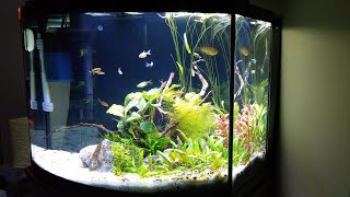 New Aquarium Update Aqueon 36 Gallon Bowfront Ensemble [upl. by Aidualc]