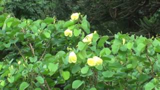 Bauhinia tomentosa  Yellow bell orchid flowering [upl. by Namreh]