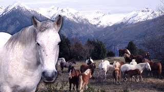 TRASHUMANCIA DE CABALLOS Y POTRILLOS en el Pirineo Desplazamiento a los verdes pastos  Documental [upl. by Colet825]