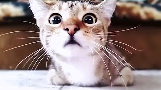 Scared cats compilation Part 2 [upl. by Deehan]