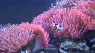 WEEK 36 Clownfish amp Anemone Tank Extended Version [upl. by Hays]