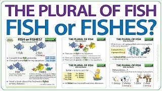 The plural of FISH  Fish or Fishes [upl. by Niwrud]