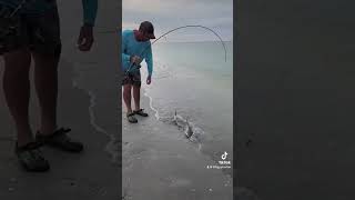 Sanibel Island Shells And Sharks  Beach Fishing [upl. by Margarita509]