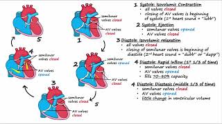 Cardiac Cycle [upl. by Kra948]