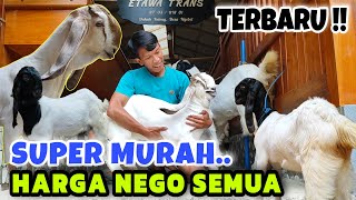 SELALU ADA YANG BARU LAGI‼️JUAL KAMBING HARGA SUPER MURAH [upl. by Luebke]