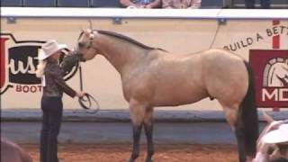 Not Kiddin Me AQHA Stallion [upl. by Zantos]