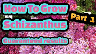 How to grow Poor mans orchid schizanthus from seed part 1 [upl. by Honan]