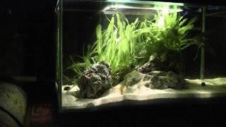 Fluval EDGE w pistol shrimp and watchman goby [upl. by Abby]