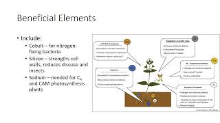 Plant Nutrients Micronutrients [upl. by Coltun]