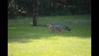 Gray fox yelp [upl. by Maite]