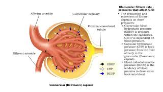 Glomerubular filtrate rate pressures that affect GFR and net filtration pressure [upl. by Flowers441]