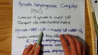 Conversion of Pyruvate into AcetylCoA PDC [upl. by Des223]