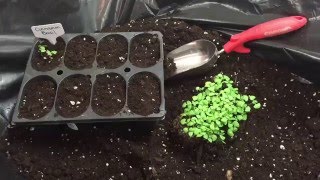 How to transplant seedlings from massplanted seed start trays [upl. by Ozne]