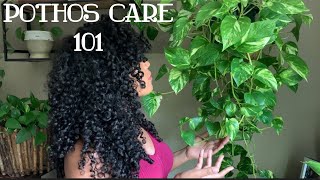 Pothos Plant Care  One of the Easiest Plants [upl. by Dawkins640]