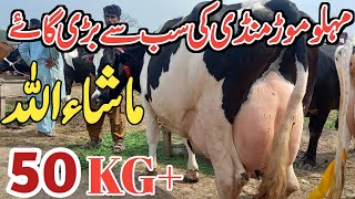 Today Malumor Mandi Jhang Rates Update  Cows Fresh Rates Update  Cow Mandi 2024 [upl. by Ellesirg]