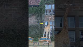 Giraffe Manor Breakfast with Giraffes [upl. by Ecnerret]