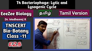 Lytic and Lysogenic Cycle  T4 Bacteriophage  Tamil Version [upl. by Waldron]