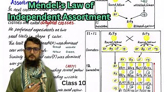 Mendel’s Law of Independent Assortment  class 10 [upl. by Asnerek205]