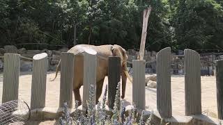 Afrikanische Elefant Loxodonta africana Elefanten Superzoom Park Schönbrunn Zoo Vienna Tiergarten [upl. by Dickie283]