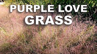 HowTo Mass Plant Purple Love Grass from Seed Into a Gravel Road [upl. by Ahseela301]