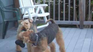 airedales playing on deck [upl. by Judi]