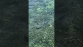 A sexy teenager black tip reef shark 😍 [upl. by Breger]