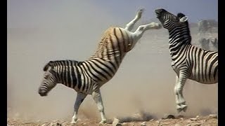 Zebra stallions fight for supremacy over a harem [upl. by Ytirahs]