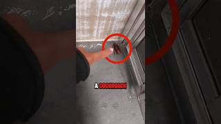 NEVER Kill A Cockroach 😨 [upl. by Ursel]