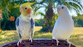 Amazing Cockatiel Singing and Honking video  Taking Parrots [upl. by Zahara]