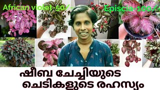 100 Varieties of Episcia plants  Gardening tips  Episcia നടുന്ന ശരിയായ രീതി  Amazing plants [upl. by Aneelad]