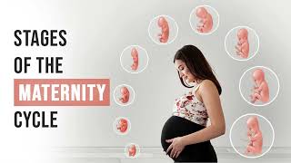 Stages of pregnancy  How your baby development  Pregnancy week by week  9 Months in the Womb [upl. by Tanberg]