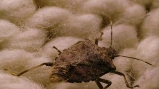 Stink bug season How to keep them out of your home [upl. by Rammaj]