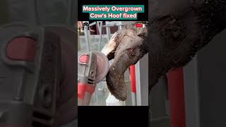 Massively Overgrown Cow’s Hoof fixed tiktok fyp viral cow hoof hoofcare hoofpicking [upl. by Leandra420]